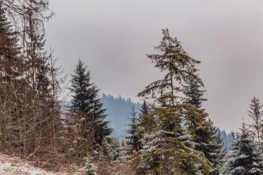 Dağlarda karlı kış manzarası