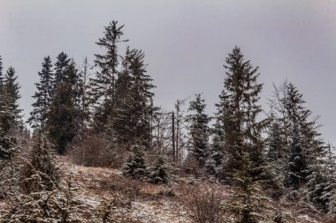 Karla kaplı ağaçlarla kaplı kış manzarası.