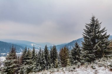 Karla kaplı köknar ormanı ve dağ yolu olan kış manzarası.