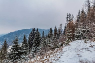 Ormanda karla kaplı kış manzarası