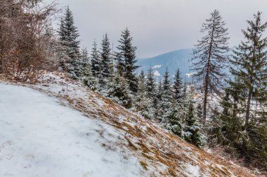 Karla kaplı ağaçlarla kaplı kış manzarası.