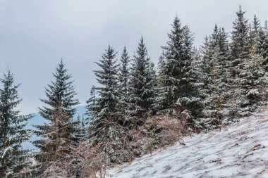 Karlı güzel kış manzarası