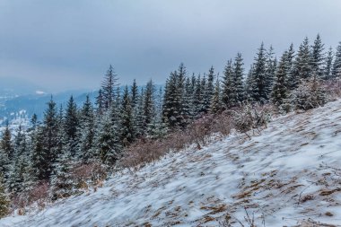Kışın Karpatlar 'da karlı dağlar ve ağaçlar. Kışın doğa.