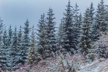 Karla kaplı ağaçlarla kaplı güzel kış manzarası