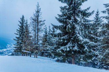 Karla kaplı ağaçlarla kaplı güzel kış manzarası