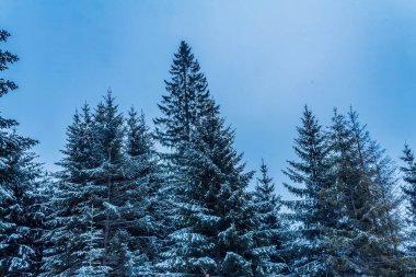 Karla kaplı ağaçlarla kaplı kış ormanı