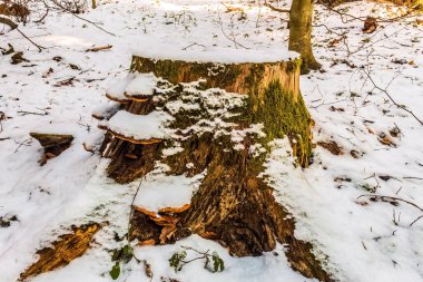 Ormanda karla kaplı ağaçlar. kış sahnesi