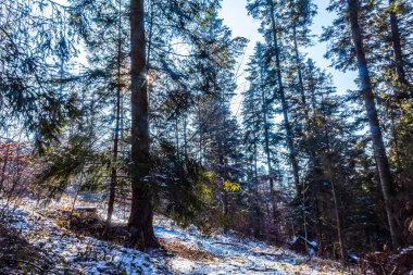 Karla kaplı ağaçlarla kaplı kış manzarası