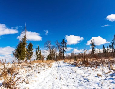 Kış karları ağaçları ve ormanı kapladı