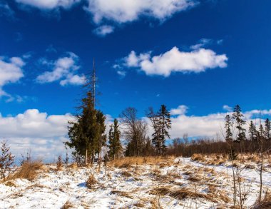 Karla kaplı ağaçlarla kaplı güzel kış manzarası