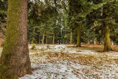 Orman kışın, arka planda karla