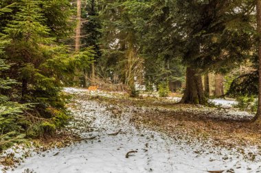 Almanya 'da kış mevsiminde güzel bir orman