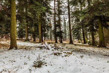 Kış karla kaplı orman