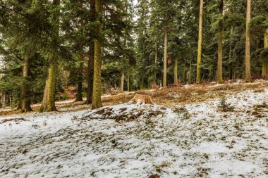 Köknar ağaçları ve karla kaplı kış ormanı