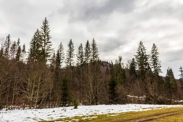 Karla kaplı ağaçlarla kaplı güzel kış manzarası