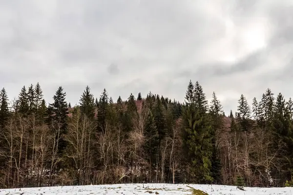Güzel kış ormanı karla kaplı ağaçlarla