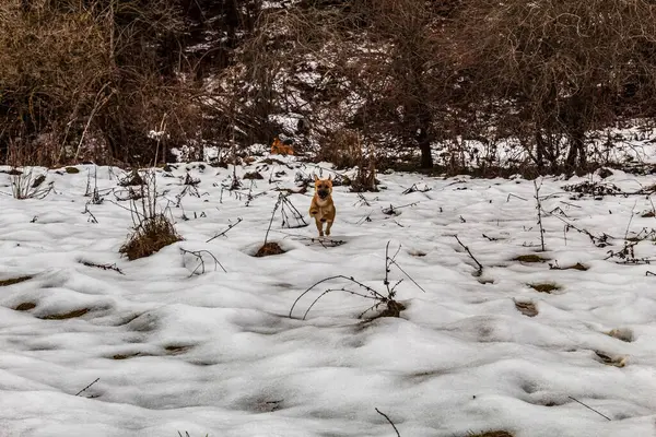Köpekli güzel kış manzarası