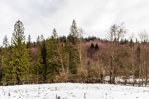 Karla kaplı ağaçlarla kaplı güzel kış manzarası