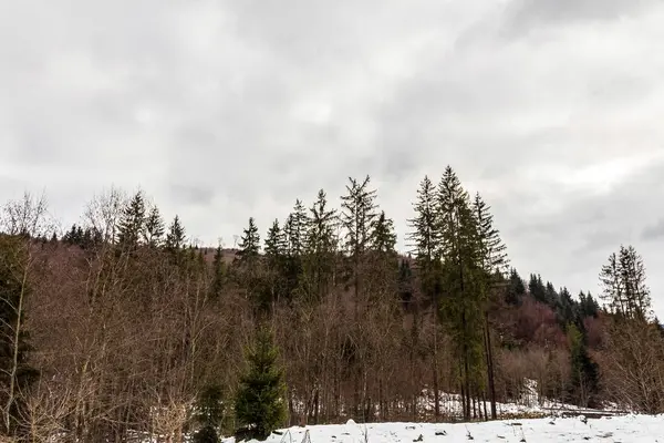 Ağaçlar ve karla kaplı kış manzarası