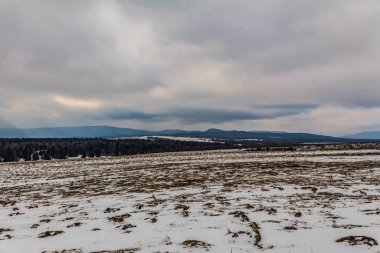 Karpatların kış manzarası. Bulutlu bir günde karlı bir orman.