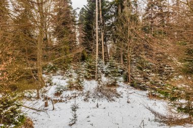 Ormandaki çam ağacı.