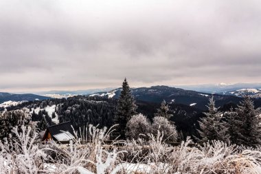 Ormanda karla kaplı güzel bir ağaç görüntüsü.