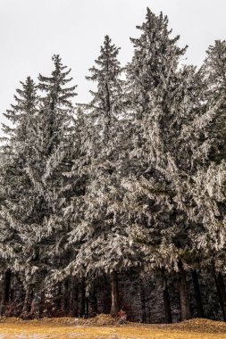 Güzel kar ormandaki kış ağaçlarını kapladı.