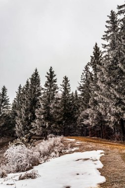New Jersey 'de kışın karlı bir ormanın güzel bir görüntüsü.