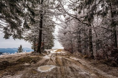 Karlı bir ormanda yol bir kış günü.