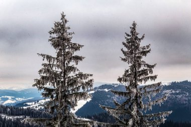 Karla kaplı ağaçlarla kaplı kış manzarası