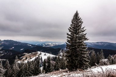 Dağlarda bir ağacı olan güzel bir manzara.