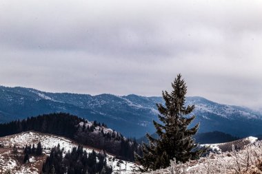 Karpatlar'ın dağ manzarası