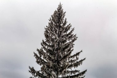 snow covered pine tree in winter forest