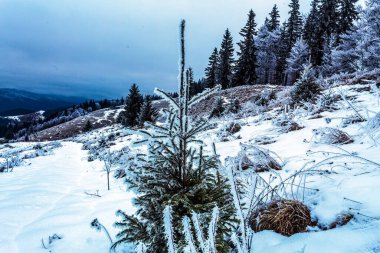 Kar - kış arkaplanındaki ağaçlar ve çalılar.