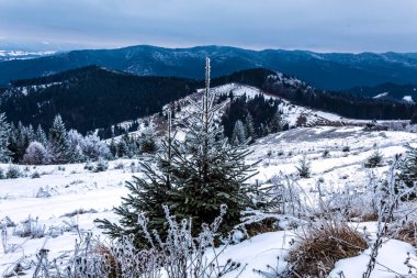 Güzel kış manzarası Karla kaplı ağaçlar
