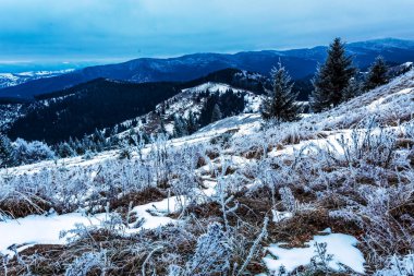 Karlı ve ağaçlı kış ormanı