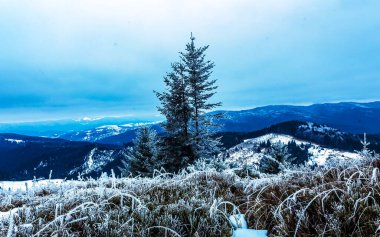 Ormandaki dağlarda karla kaplı ağaçlarla kaplı kış manzarası