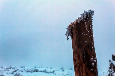 Ormanın güzel manzarası