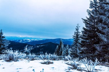 Dağlarda karla kaplı ağaçlar. Kış manzarası. Karpatlar, Ukrayna, Avrupa.