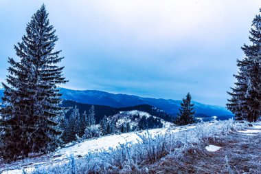 Kar ve ağaçlarla kaplı kış manzarası