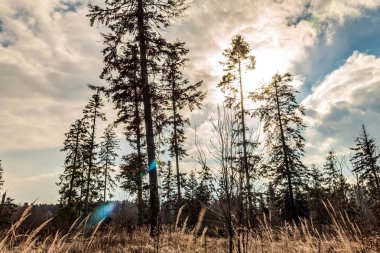 Çam ağaçları ve gökyüzü.