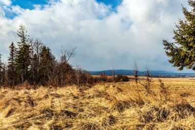 Karla kaplı ağaçlarla kaplı güzel kış manzarası
