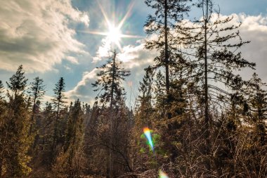 Sonbaharda ormandaki ağaçların güzel bir görüntüsü.