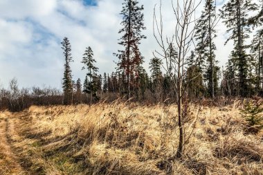 Huş ağacı ormanda bahar