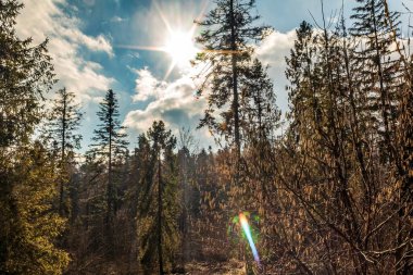 Ormanda sonbahar ağaçları