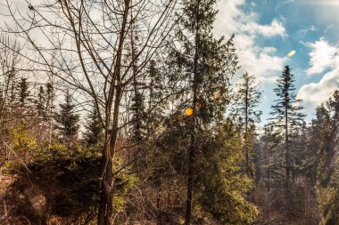 Ağaçlar ve ormanlarla dolu güzel sonbahar manzarası