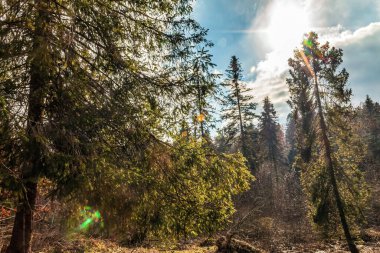 Güzel bir güneşli gün sonbahar ormanda