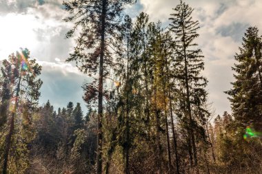 Orman ağaçlarının güzel bir görüntüsü