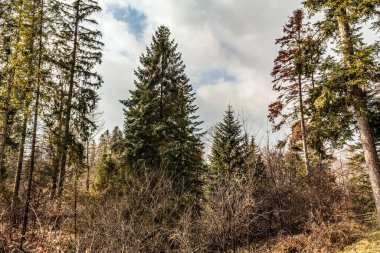 Ormanda sonbahar ağaçları, sonbahar mevsimi
