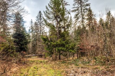 Doğanın güzel manzarası